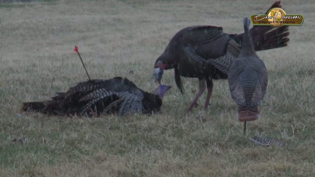 turkey-attacking-dead-turkey-2