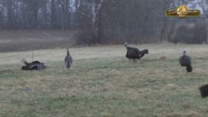 turkey-attacking-dead-turkey